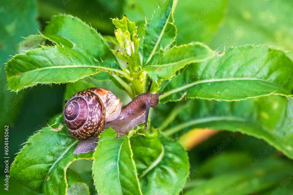 Copse snail, Arianta arbustorum, igliding on the plant in the garden. Macro, close-up.