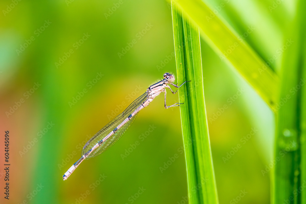 Small dragonfly Enallagma cyathigerum, the common blue damselfly, female. on a blade of grass Small dragonfly Enallagma cyathigerum, the common blue damselfly, female. on a blade of grass