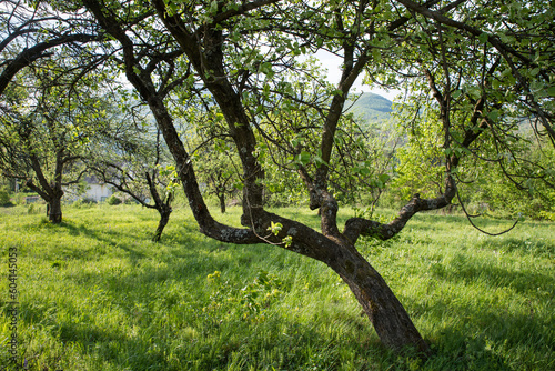 Abandoned blooming apple orchard among the mountains.