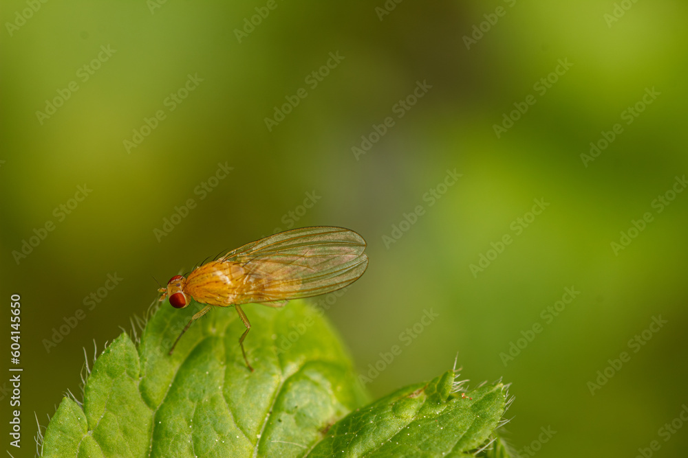 Fototapeta premium mucha, muszka