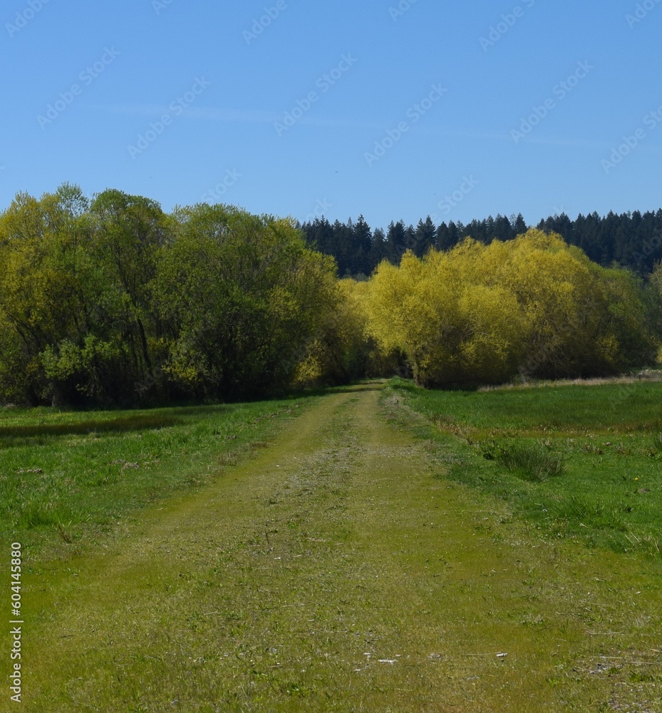 path in the forest