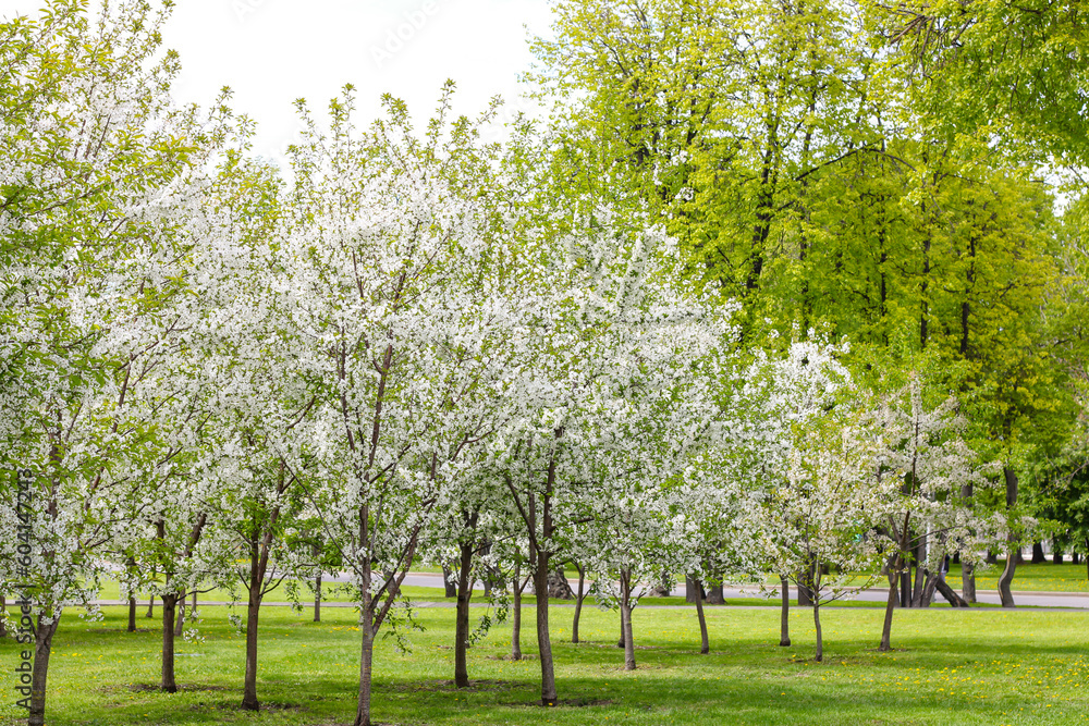 Fototapeta premium Green meadow and blooming apple trees