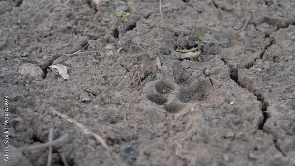 Cat track in ground. Imprint left behind in soil or mud surface by animal walks across it. Animal tracks used by hunters in tracking prey and by naturalists to identify animals living in given area Cat track in ground. Imprint left behind in soil or mud surface by animal walks across it. Animal tracks used by hunters in tracking prey and by naturalists to identify animals living in given area