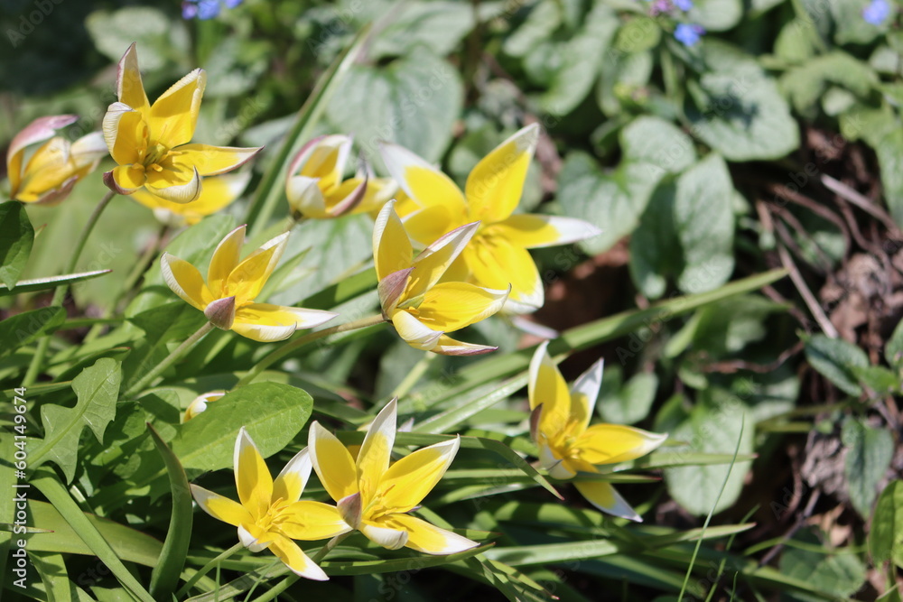 Sweden. Late tulip (lat. Tulipa tarda) is a species of perennial, bulbous, herbaceous plants from the genus Tulip of the Liliaceae family. Sweden. Late tulip (lat. Tulipa tarda) is a species of perennial, bulbous, herbaceous plants from the genus Tulip of the Liliaceae family.