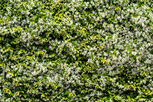 Hedge of Jasmine flowering plant