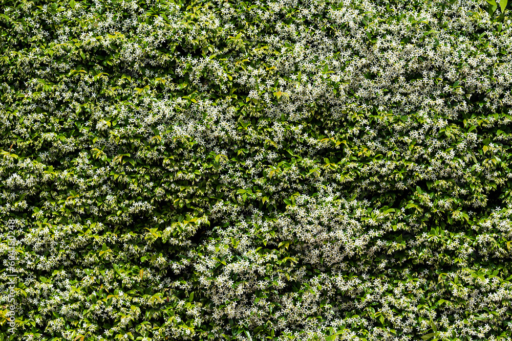Jasmine hedges in the cloudy morning Jasmine hedges in the cloudy morning