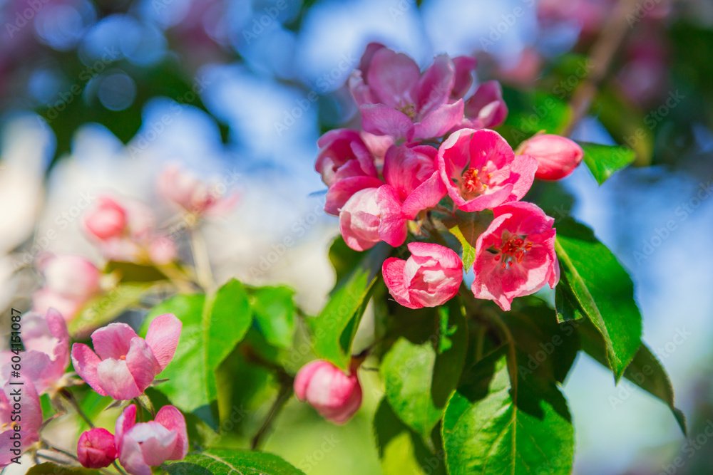 Blooming apple tree in the city park. Pink buds of a blooming apple tree close-up. Spring flowers. Cherry blossoms close-up, selective focus. Sakura petals. Blooming apple tree in the city park. Pink buds of a blooming apple tree close-up. Spring flowers. Cherry blossoms close-up, selective focus. Sakura petals.