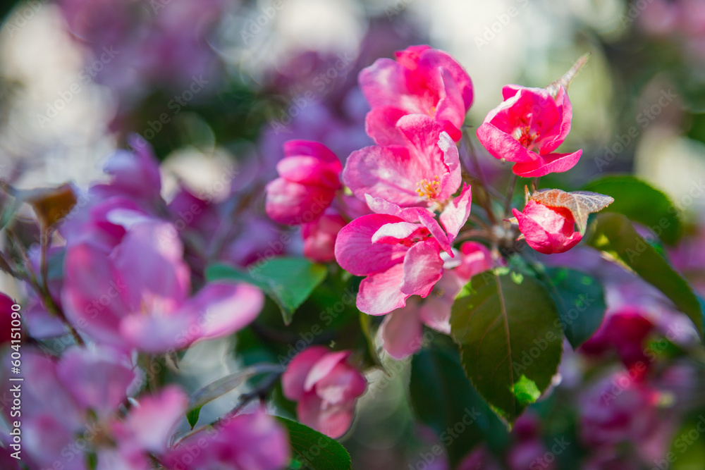 Blooming apple tree in the city park. Pink buds of a blooming apple tree close-up. Spring flowers. Cherry blossoms close-up, selective focus. Sakura petals. Blooming apple tree in the city park. Pink buds of a blooming apple tree close-up. Spring flowers. Cherry blossoms close-up, selective focus. Sakura petals.