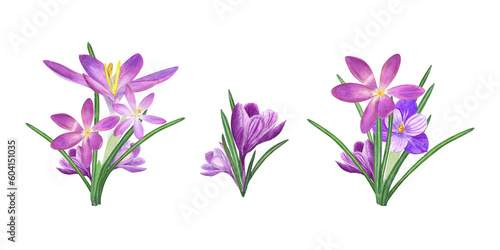 Fototapeta Naklejka Na Ścianę i Meble -  Watercolor set of bouquets of crocuses isolated on transparent background. Illustration for the design of postcards, greetings, patterns, for Save the Date, Valentines day, birthday, wedding cards