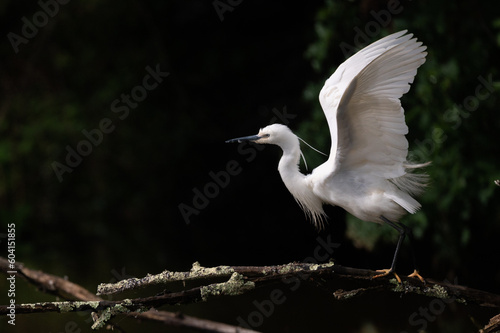 Egretta garzetta - Little Egret - Aigrette garzette