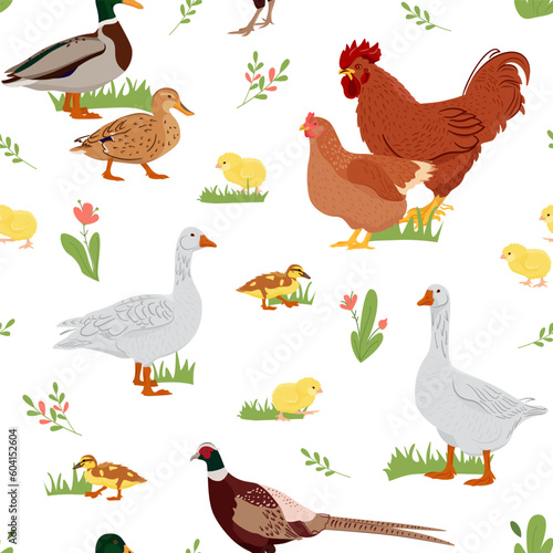 Seamless pattern with domestic birds or farm poultry. Vector pattern, texture, background with chicken, duck, goose and pheasant . Packaging design