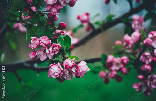 blossom in spring