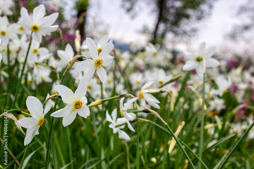 The valley of daffodils is a nature reserve in Ukraine. A field of flowering daffodils in western Ukraine. Attraction in Transcarpathia. The valley of daffodils is a nature reserve in Ukraine. A field of flowering daffodils in western Ukraine. Attraction in Transcarpathia.