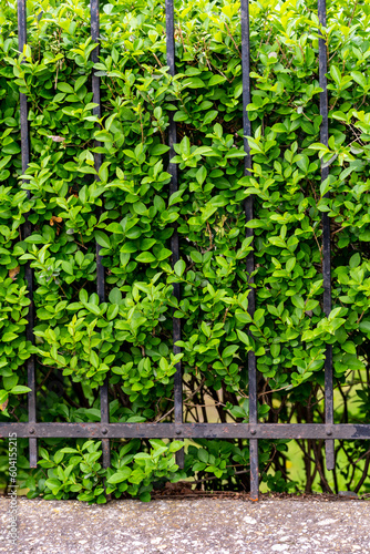 bushes with green leaves behind a fence.