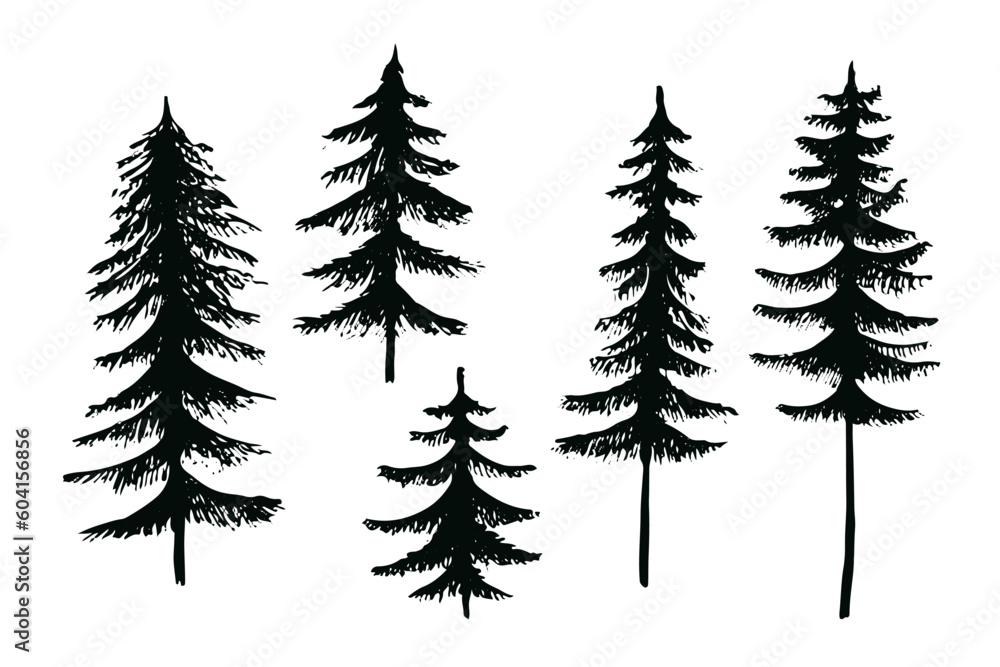 vector spruce fir tree, ink plant sketch, hand drawing, black silhouette