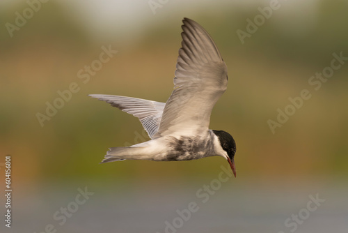 Common tern - Sterna hirundo - with spread wings in flight with green background. Photo from Danube Delta in Romania.
