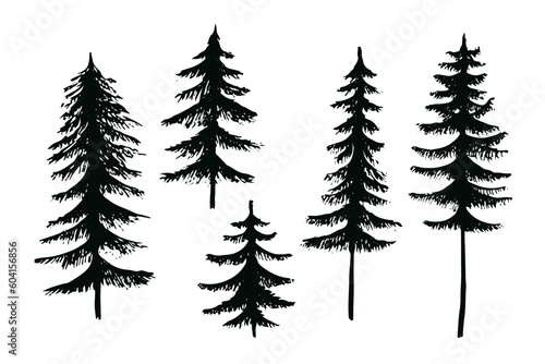 vector spruce fir tree  ink plant sketch  hand drawing  black silhouette