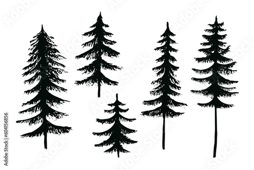 vector spruce fir tree, ink plant sketch, hand drawing, black silhouette
