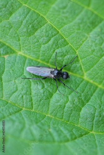 one small black fly sits on a green leaf of a plant in nature in a spring park