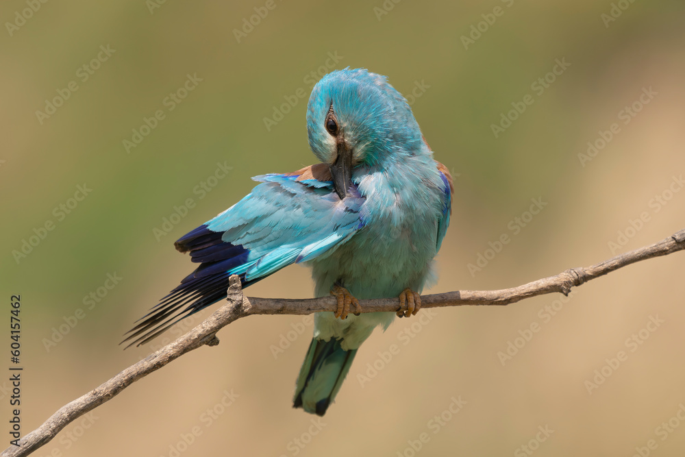 Obraz premium European roller - Coracias garrulus - perched with green background. Blue bird at green background. Photo from Dobruja in Bulgaria.