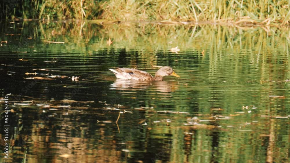 Ducks swims in the lake city park. Ducks in the pond. Birds in autumn. Ducks swims in the lake city park. Ducks in the pond. Birds in autumn.