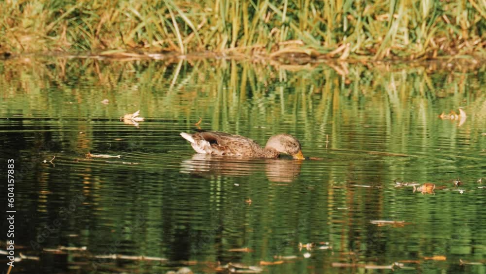 Ducks in the pond. Ducks swims in the lake city park. Birds in autumn. Ducks in the pond. Ducks swims in the lake city park. Birds in autumn.