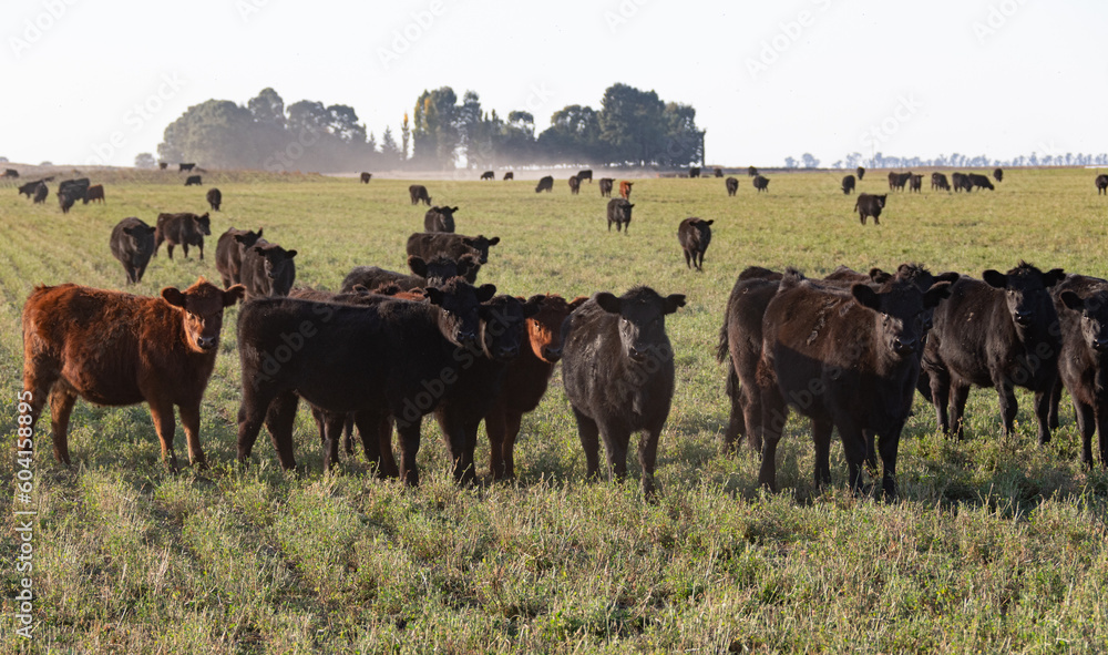 Herd steers in the meadow