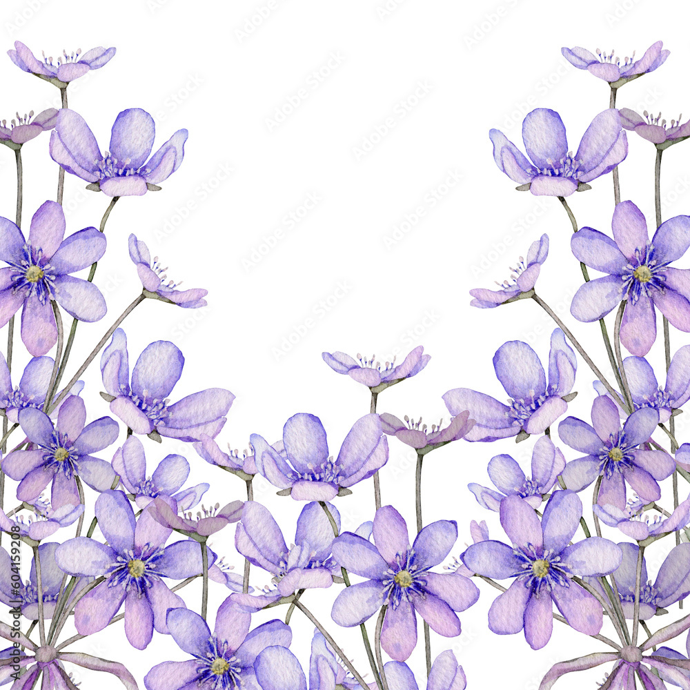 Watercolor spring flowers isolated on white background. Scilla. Coppice, hepatica - first spring flowers. Illustration of delicate lilac flowers. Primroses, the anemones. forest flowers liverwort