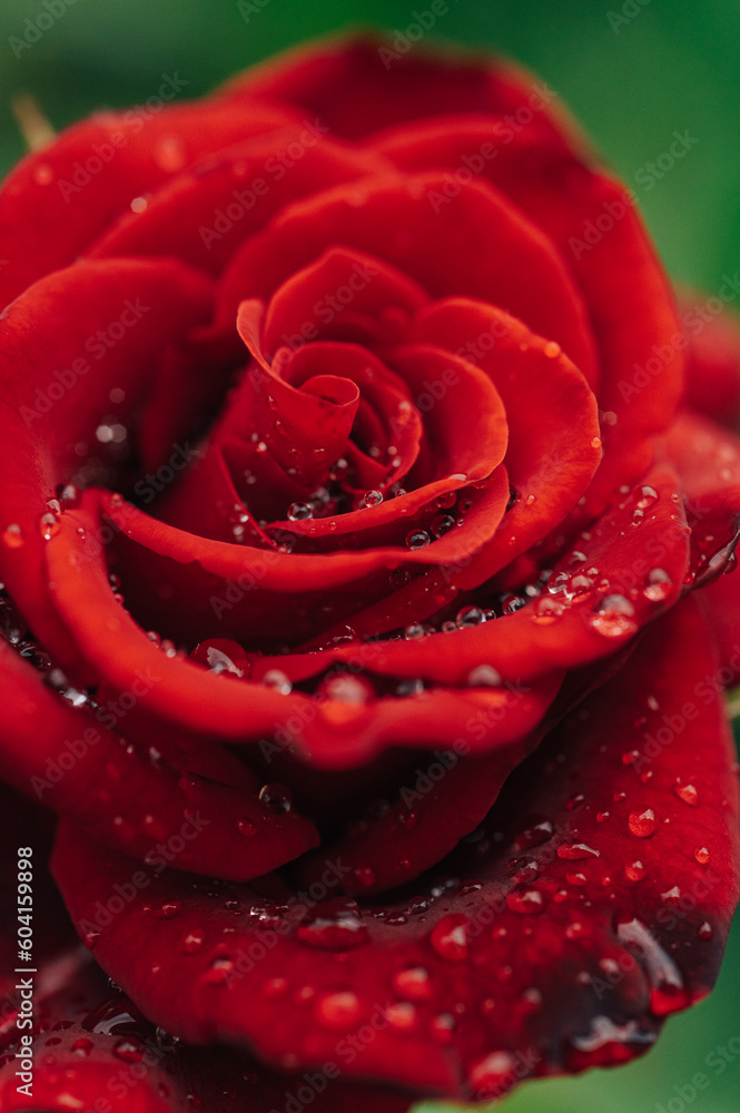 Dew drops on red rose petals, macro shot.