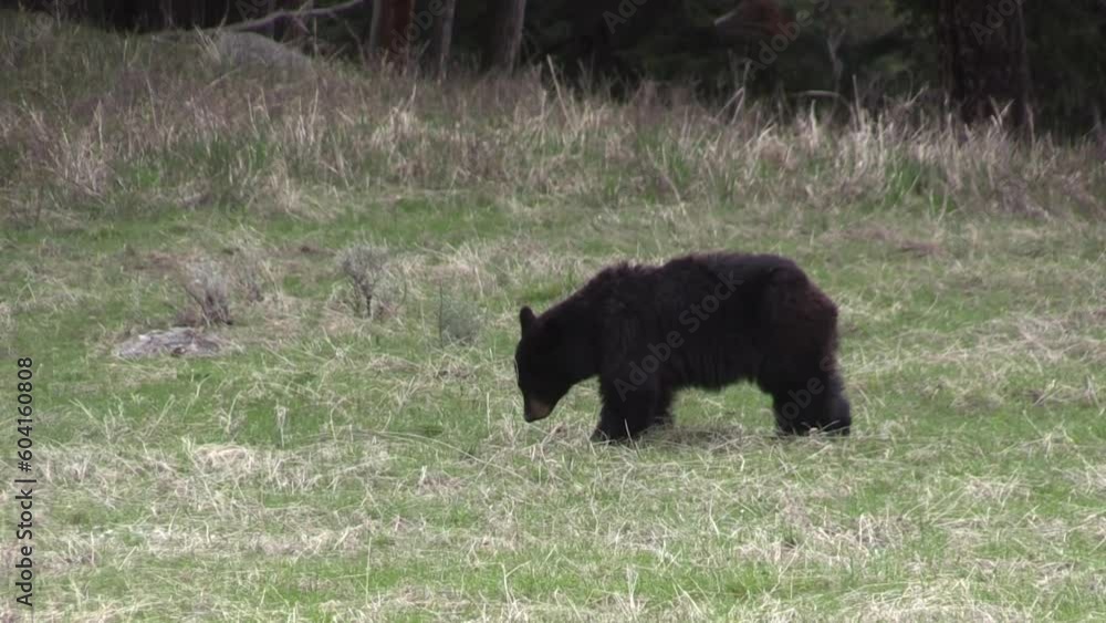 Black Bear in a Mountains Meadow in Spring Black Bear in a Mountains Meadow in Spring
