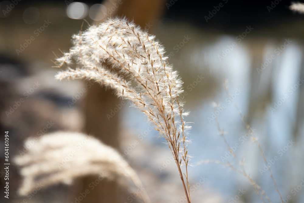 Dried grass in the park, autumn season Dried grass in the park, autumn season
