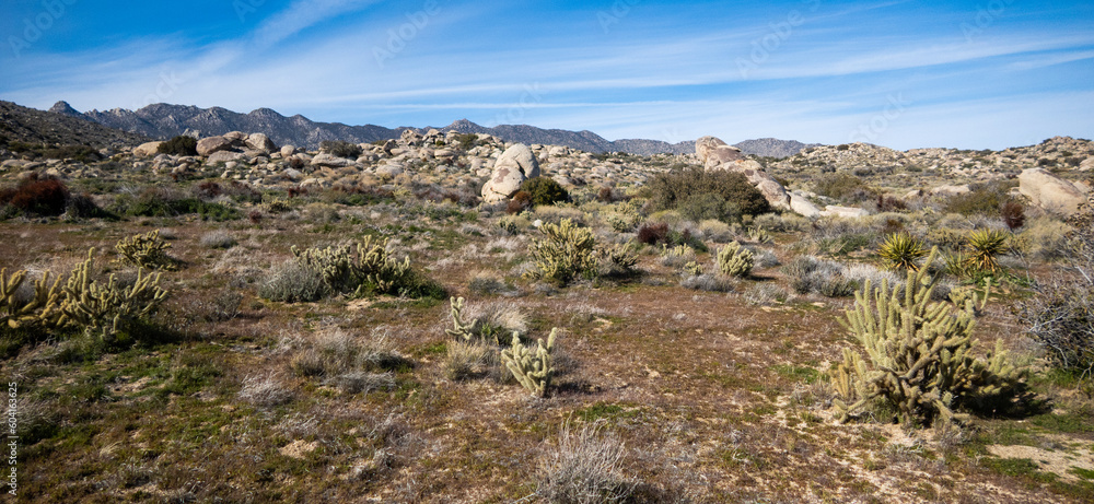 A Desert Scene on a Wilderness Trail in California, the Mojave Desert A Desert Scene on a Wilderness Trail in California, the Mojave Desert