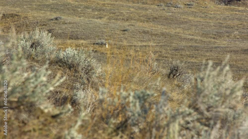 Looking through sage brush at coyote sitting on hillside Looking through sage brush at coyote sitting on hillside