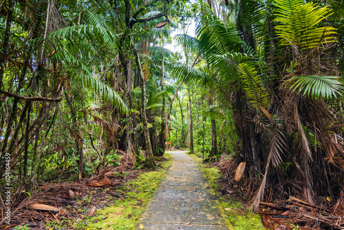 Bako National Park rainforest jungle trekking path  in Kuching  Borneo  Malaysia