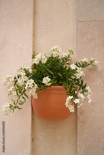 Fototapeta Naklejka Na Ścianę i Meble -  white tiny flowers in a clay flowerpot on the wall