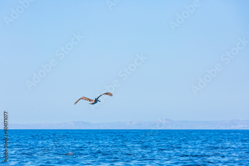 Pelicanos en Isla Espíritu Santo