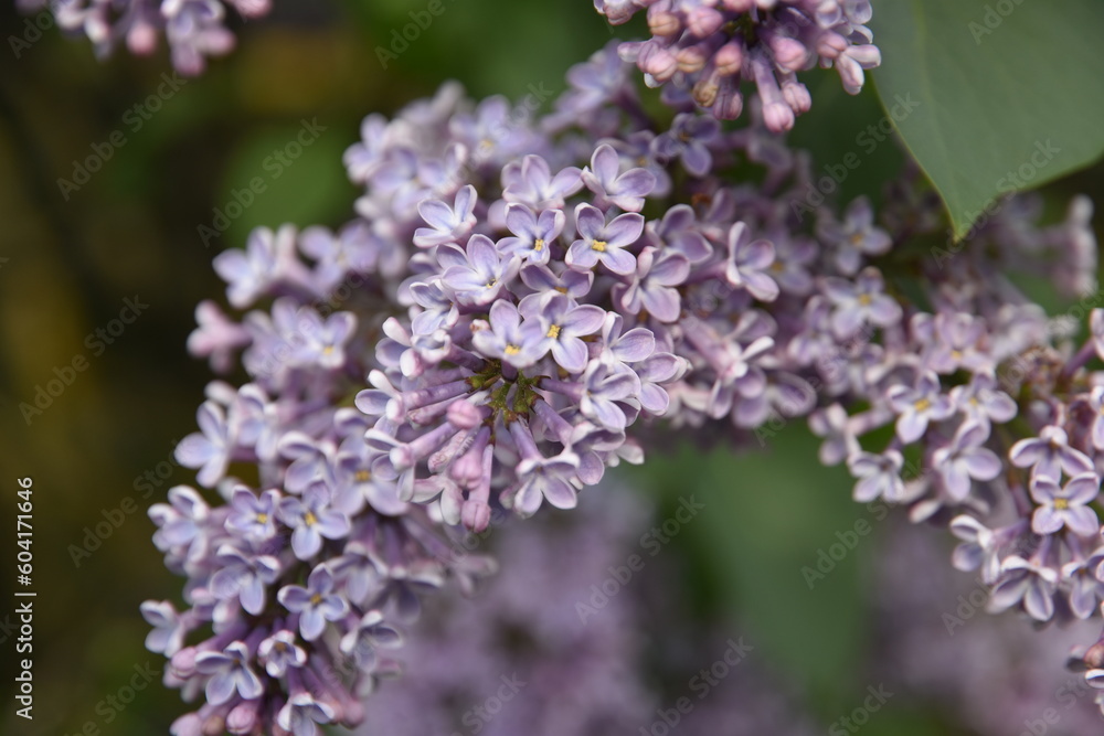 Lilac flowers in spring