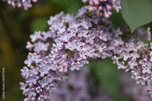 Lilac flowers in spring