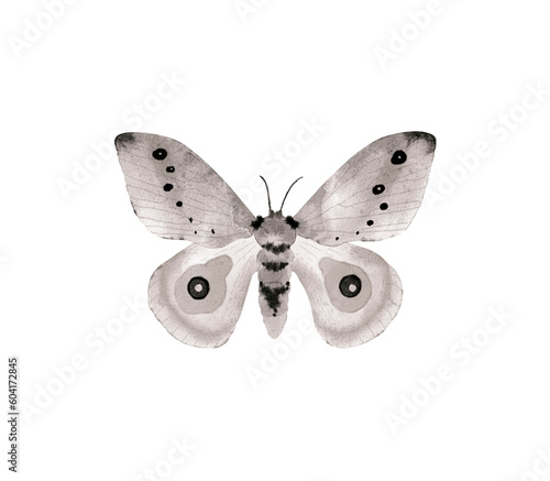 Butterfly insects, monochrome watercolor illustration.