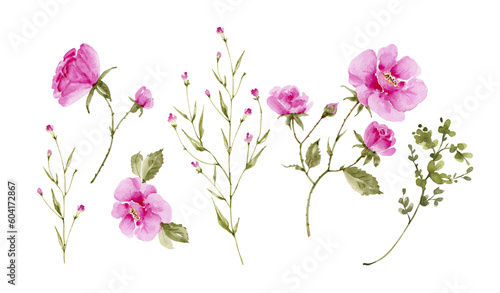 set of pink garden roses on white background close up  watercolor illustration hand painted. 