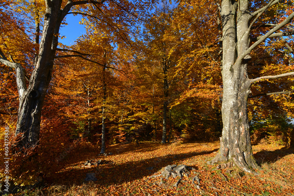Autumn beech forest