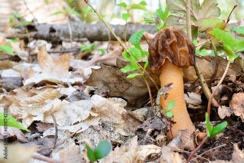 Verpa Conica or Thimble Morel, or Bell Morel mushroom photo