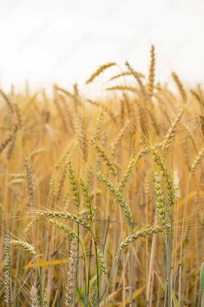 Photo of some beautiful spikes in a cereal field Photo of some beautiful spikes in a cereal field