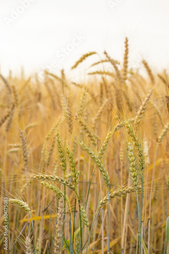 Photo of some beautiful spikes in a cereal field