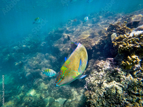 Foto Parrot fish and sergeant fish swimming over corals in the sea around Porto de Ga