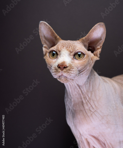 close-up portrait of a hairless sphynx cat on dark brown studio background with copy space © FurryFritz