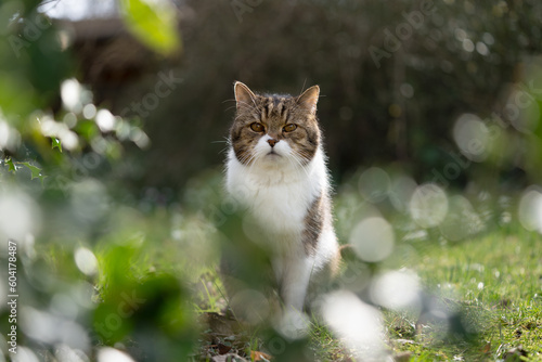 British Shorthair cat sitting in the garden looking straight at the camera. © FurryFritz