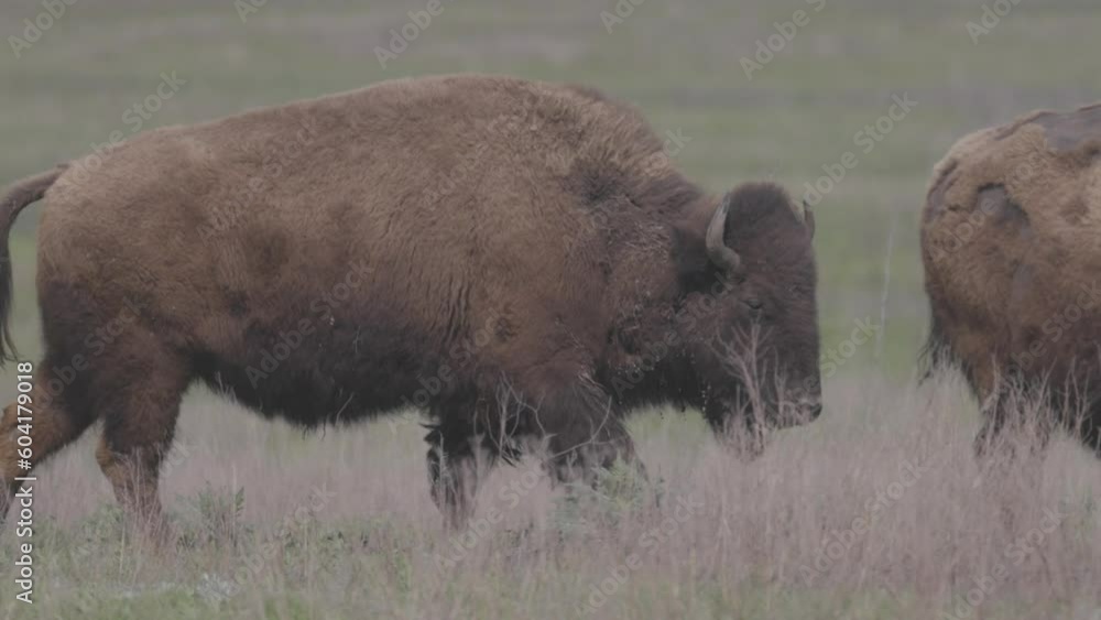 Bison grazing peacefully on the prairie. Wild buffalo during spring moult. Bison buffalo walking in a field. Watching from a long distance on a windy day. Slow motion 120fps, 10bit, ungraded C-LOG Bison grazing peacefully on the prairie. Wild buffalo during spring moult. Bison buffalo walking in a field. Watching from a long distance on a windy day. Slow motion 120fps, 10bit, ungraded C-LOG