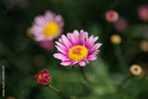 キク科の花 © nyantobi_ecchan