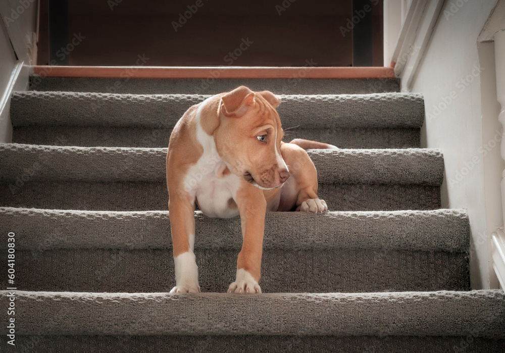 Cute puppy sitting on stairs. 12 weeks old puppy dog learning how to go down the stairs. Hesitant, shy or afraid body body language. Puppy climbing stairs. Female Boxer Pitbull mix. Selective focus. - obrazy, fototapety, plakaty 